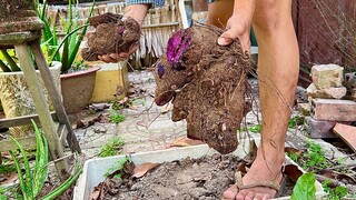 Đào Củ Khoai Mỡ Tím Rịm | MienTayTV