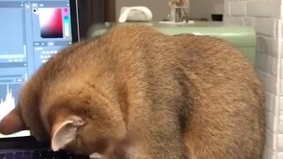 Kucing itu ingin menunggu di depan komputer sampai pemiliknya selesai bekerja, tetapi ia tak kuasa m