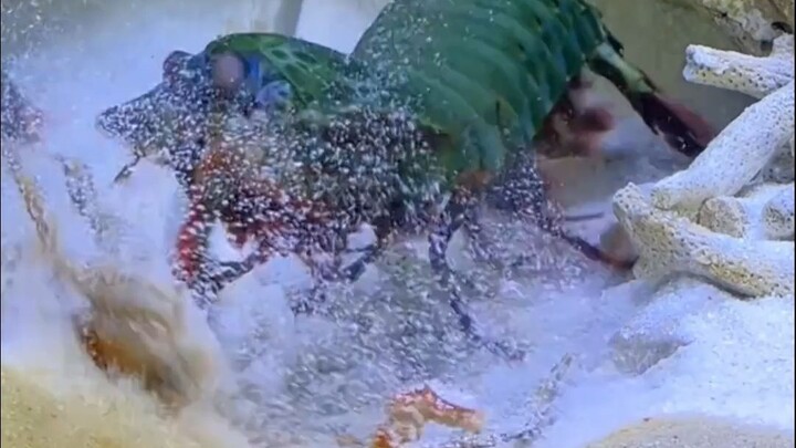 Tôm bọ ngựa: Tay của bạn chắc bị tàn phế rồi!