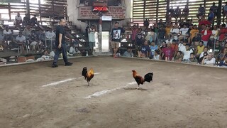 2X WINNER GOLD