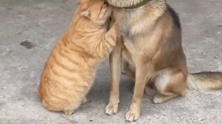 When a dog is angry, a cat can't be comforted 🥺