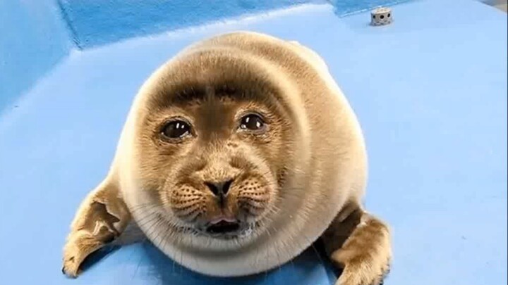 ميمز القط الصغير الغبي الذي يحب تقبيل الأولاد.2