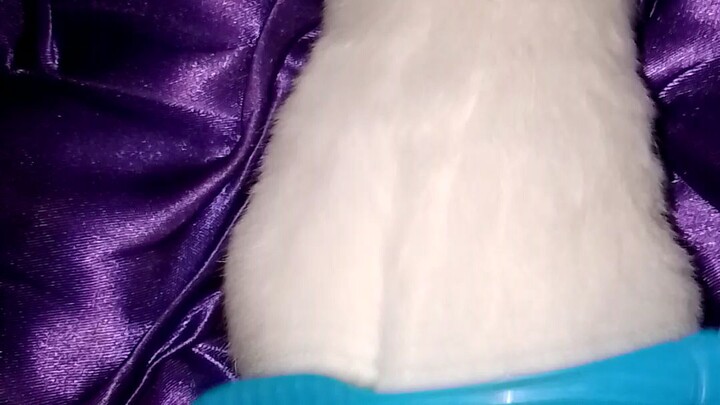 Hamster grooming#Syrian#everyone#views