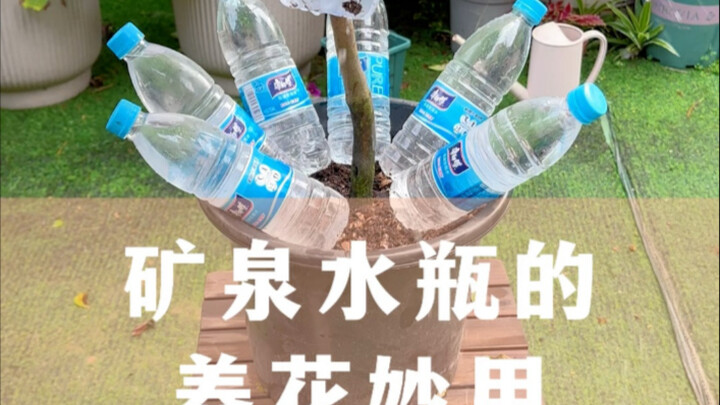 Clever Ways to Use Mineral Water Bottles for Growing Flowers