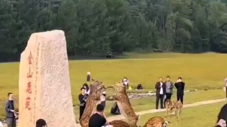 Two deer in the Deer Park stood up and started fighting—tourists flocked to take photos and gawk. Ne