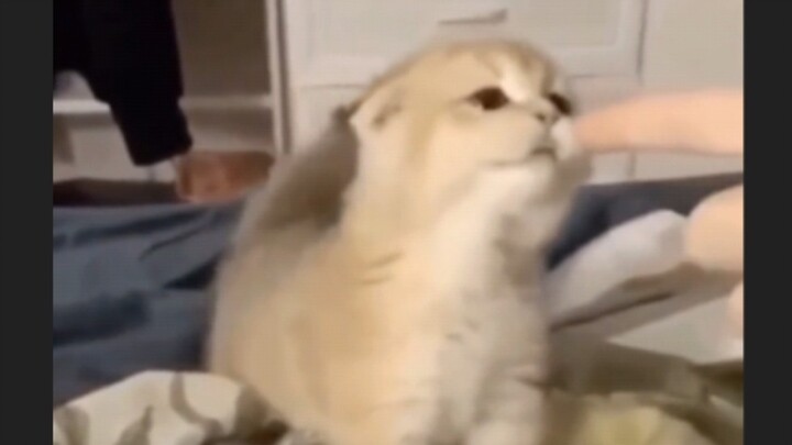 [Animals]Cute moment of cats