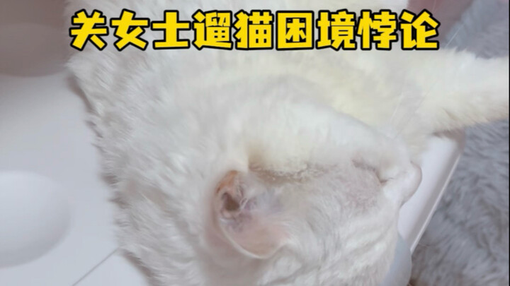 关女士遛猫困境悖论