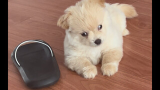 最近好像得罪人了｜你长什么样你养的狗就长什么样