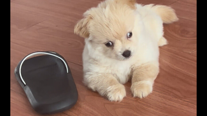 يبدو أنني أسيء إلى الناس مؤخرًا | الكلب الذي تربيه يشبهك في المظهر