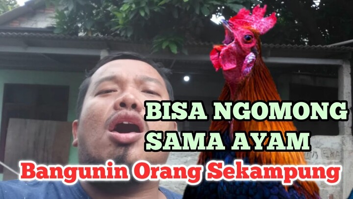TUTORIAL BIKIN AYAM BERKOKOK