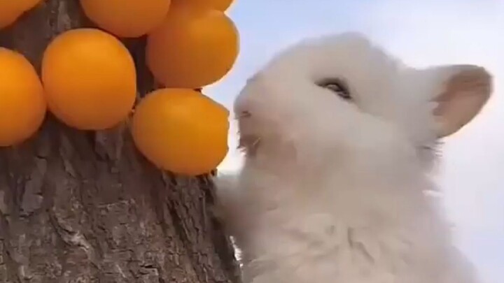 如果小兔子天天只吃胡萝卜，嘎