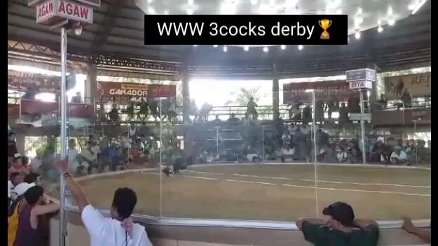 TATAK GALLO🐓🐓🐓