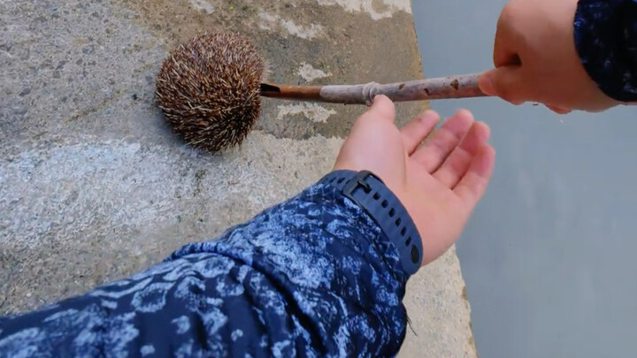 Cá thì phải câu, nhím con cũng phải cứu! Điểm trừ duy nhất của nó là trên người nhiều bọ, nuôi hai n