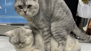 【猫片】猫猫的柜台play，贤者时间母猫嫌弃地拍打公猫