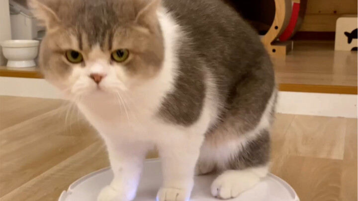 Si Pria Rumahan Berkarakter Beruang: Ajak Kamu Jalan-jalan Keliling Rumah