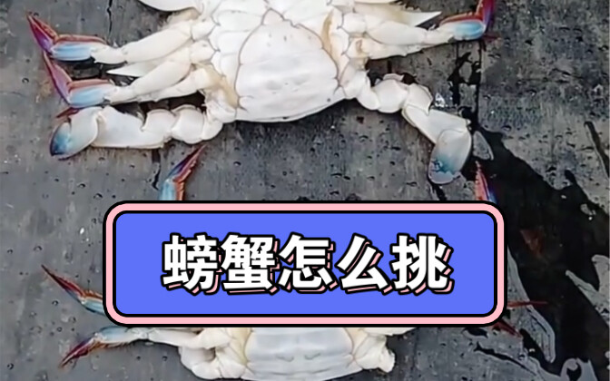 东北早市土豆哥揭秘：早市大飞蟹挑选大法，让你一次买到又肥又满黄的螃蟹，避免踩坑！避免买到没肉发空的螃蟹！东港大飞蟹怎么挑？梭子蟹和飞蟹的区别？挑海鲜年货