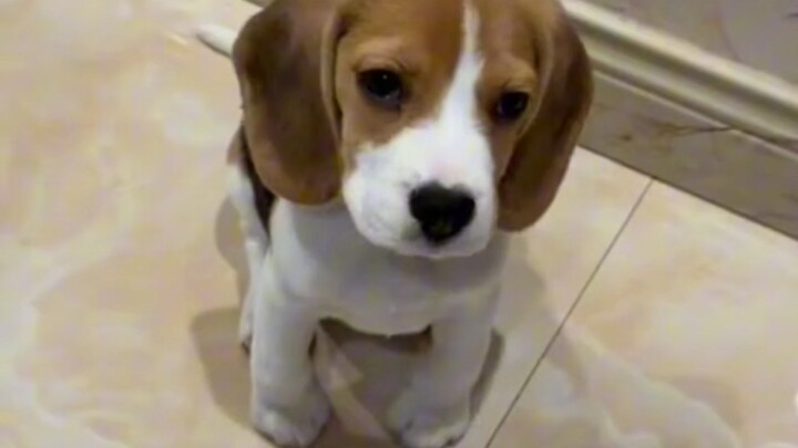 “Beagle Mega Collection”