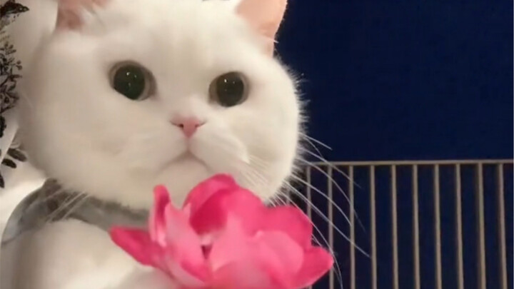 Hey, here's a flower for you.