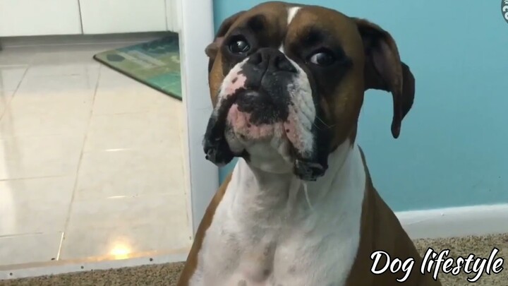 dog can talk?  so fun to watch🤣  | Dog lifestyle