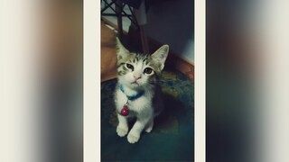 Đứa nào mới bắt nạt em ?! 😎😎😎 cat RapCungIdol catcute catsoftiktok meowmeow meocute mèo catlove funny Love CapCut