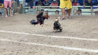 TEXAS VS LAKTON, 88K PARADA LUCENA VS NAGCARLAN # Sabong 2hits LUCENA QUEZON
