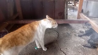 si oyen boz nya