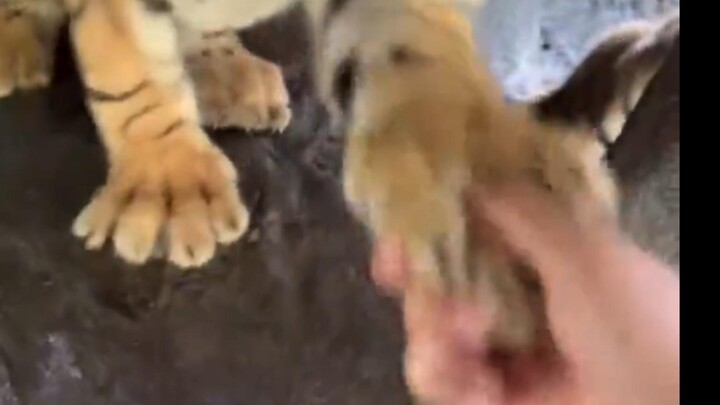 Nemu kucing nih, teman-teman. Dia mau pulang sama aku.