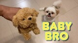 My Shih Tzu Dog Meets His New Baby Brother | Cute & Funny Dog Video