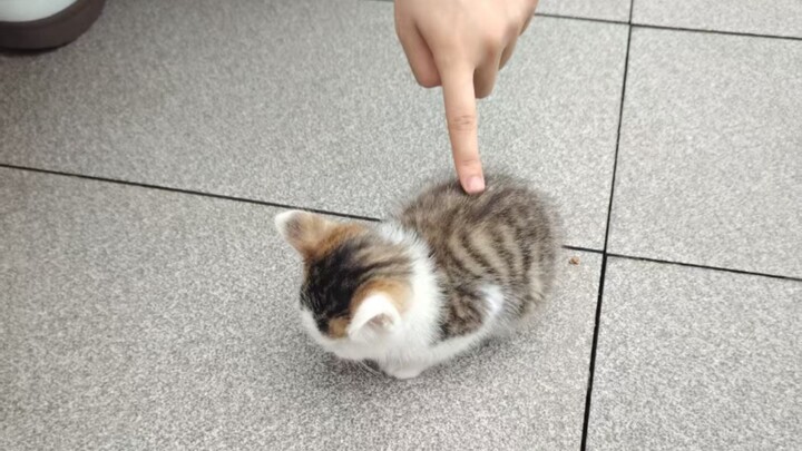 ‘🐱 Một bé nhỏ xinh xắn’
