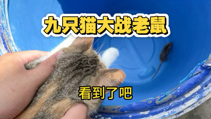 Nine cats battle a single mouse—the ending is utterly unexpected!