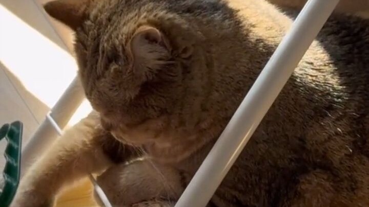 The Song Yan of the cat world! For the first time, I’ve seen “greasiness” on a cat—shortened to “cat