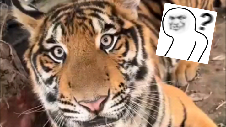 Both sides are unclear about their own strengths...