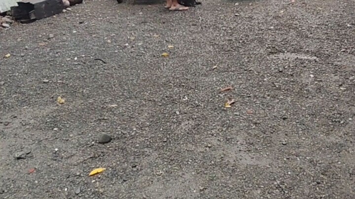 spar mbp red pea at straight comb