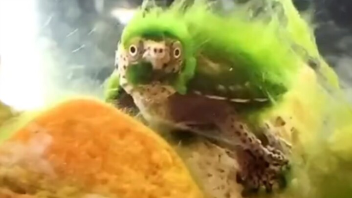 Đã từng thấy rùa cá sấu lông xanh, còn từng thấy “đại thủ” lông xanh chưa?