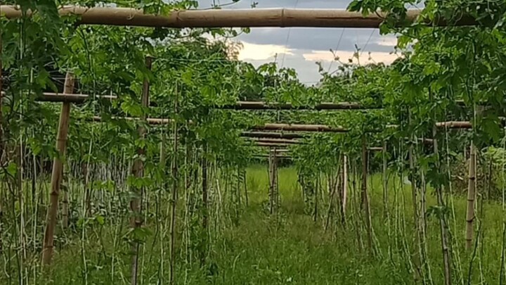 amapalaya plants
