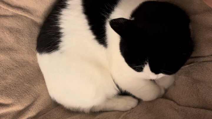 The cow-patterned cat is so skilled it breaks your heart.