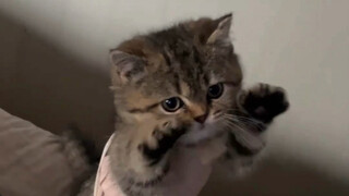 Cakar kecil kucing betulan sangat lembut