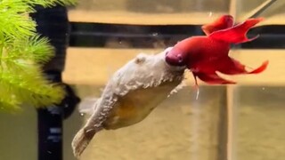 Pertarungan antara dua ikan akan segera terjadi