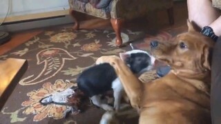 Mấy em piggy cũng đáng yêu mà