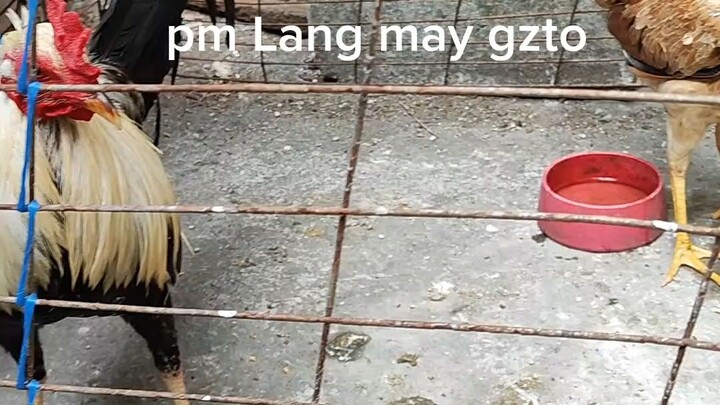 1500 nalang MGA idol