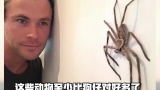 يوجد في منزل تشو غه هذه الحيوانات الصغيرة بالفعل! والتقاط الثعابين بيديه العاريتين أمر جدّ مذهل، حقً