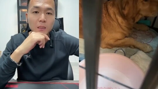 Golden Retriever: I’m in big trouble—this really did send me straight to King Yama! Old Golden Retri