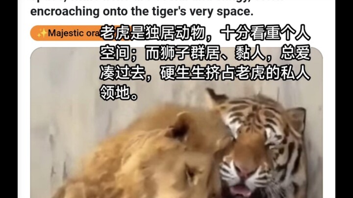 Reddit ระบุว่า เสือเป็นสัตว์ชอบอยู่ตามลำพังและให้ความสำคัญกับพื้นที่ส่วนตัวมาก ขณะที่สิงโตมักอยู่รวม