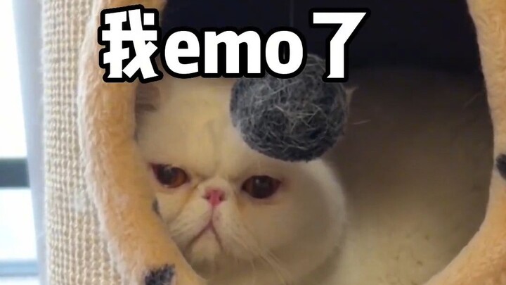 ทงทงนึกไม่ถึงเลยว่าฉันจะสามารถบัญชาการแมงมุมออกรบได้!! ฮ่าๆๆๆๆ