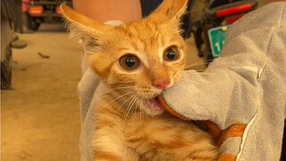 Looks good, and one more bite—this electric scooter is about to get adopted if it doesn't step on th