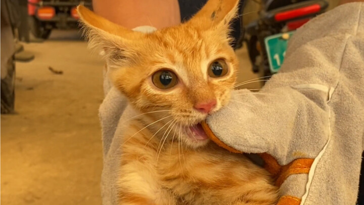 جميل المظهر، ورشفة أخرى، إذا لم تبذل جهداً في الدراجة الكهربائية فسيتم تبنيها.