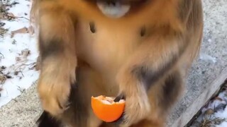 吃桔子的金丝猴，漂亮可爱！