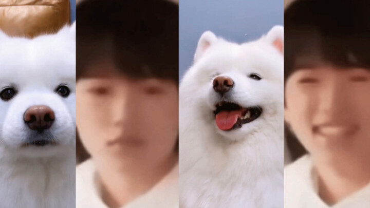Báo cáo! Người giống Samoyed nhất toàn mạng đã được tìm thấy!!