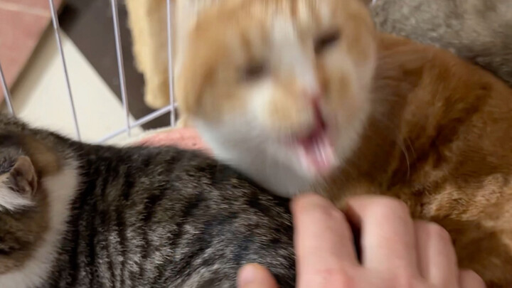 Cat owners who’ve mastered the “anti-nagging” technique finally don’t have to fear being bitten by t