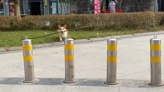 What grade is your dog in?